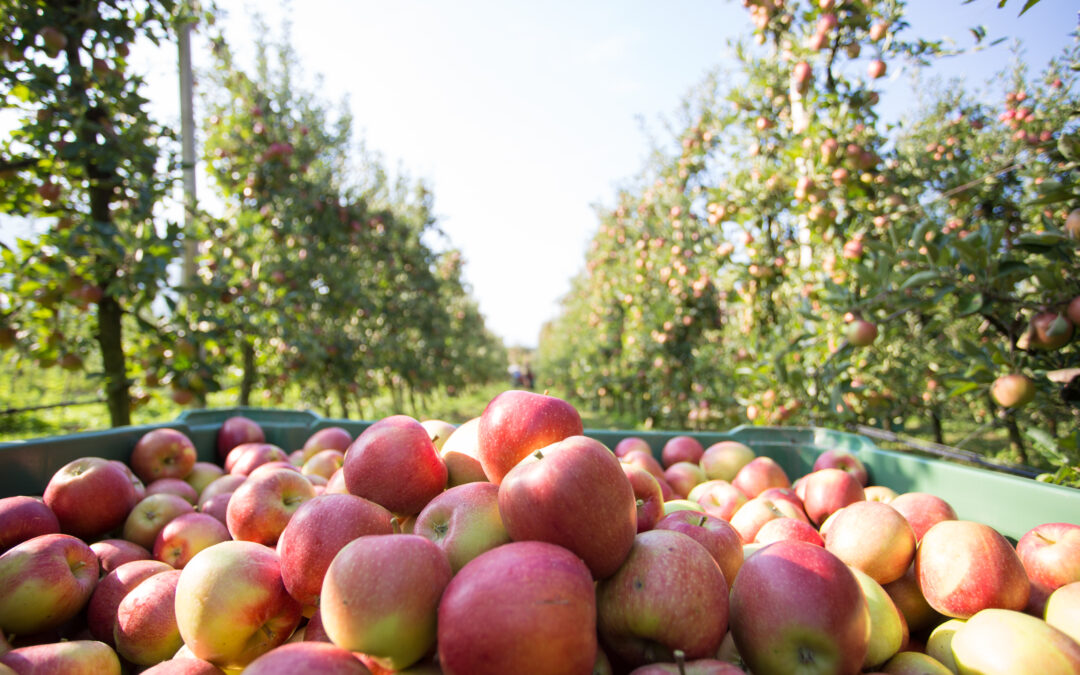 Apfelernte 2024 – Vom Bio Apfel zum Bio Fruchtsaft